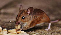 Find Exterminators in Alamance County